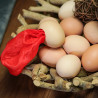 Silk To Egg