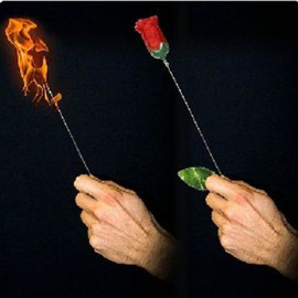 Torch to Rose Plus